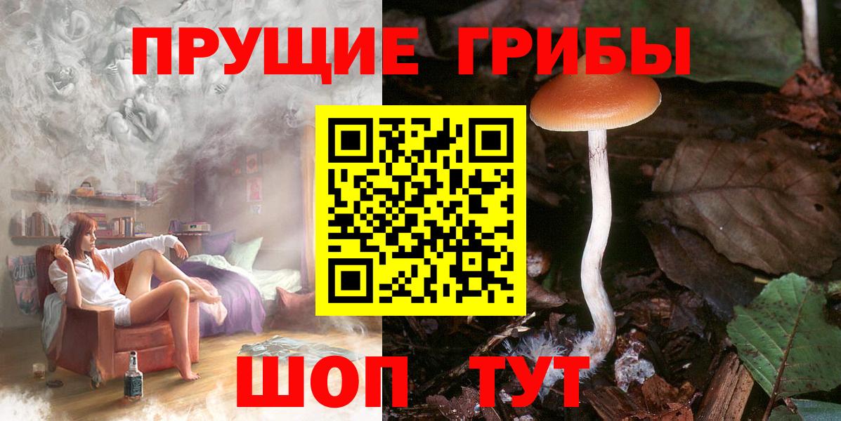 Галлюциногенные грибы Psilocybine cubensis Надым